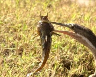 Birdlife Photography