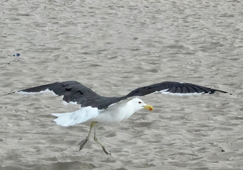 Birdlife Photography