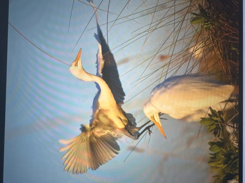 Birdlife Photography