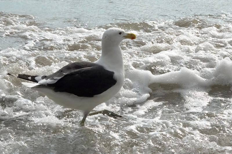 Birdlife Photography