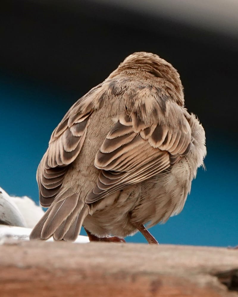 Birdlife Photography