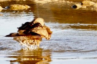 Birdlife Photography