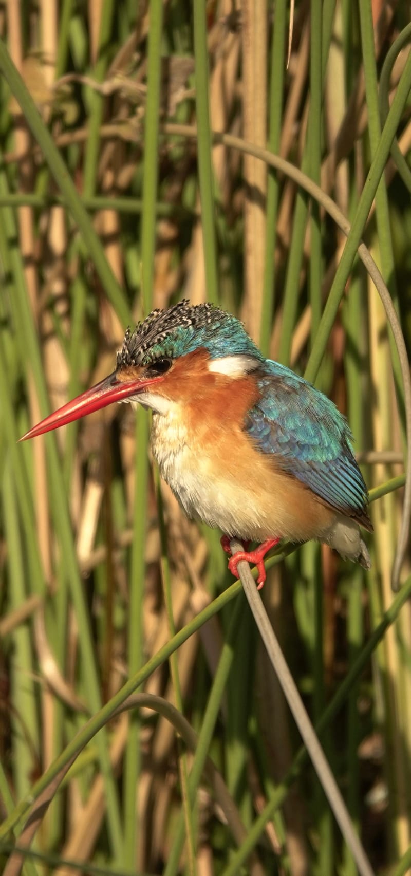 Birdlife Photography