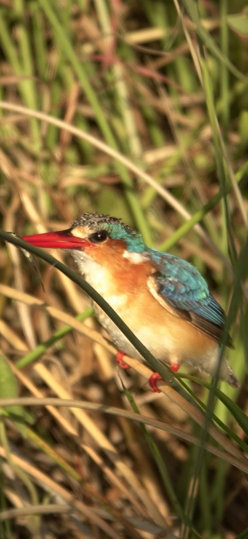 Birdlife Photography