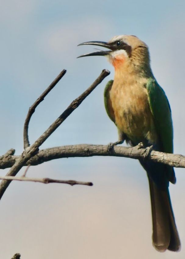 Birdlife Photography