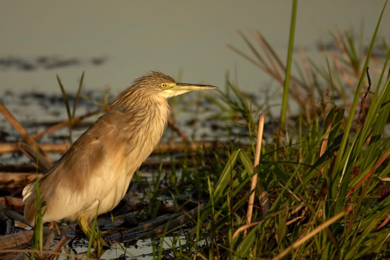 Birdlife Photography