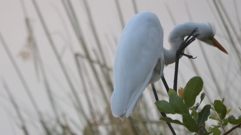 Birdlife Photography