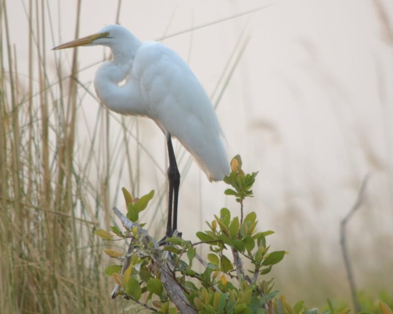 Birdlife Photography
