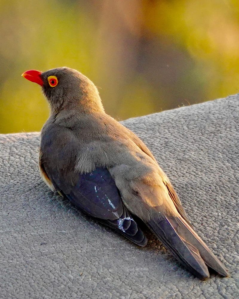 Birdlife Photography