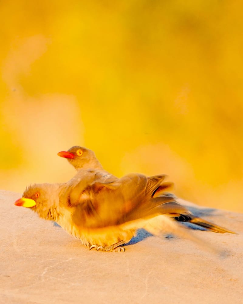 Birdlife Photography