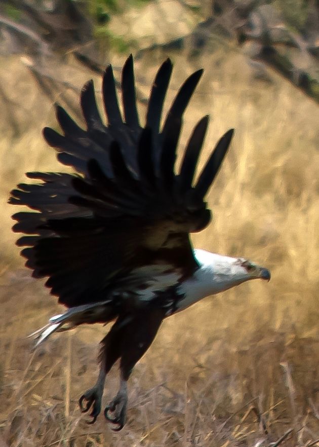 Birdlife Photography