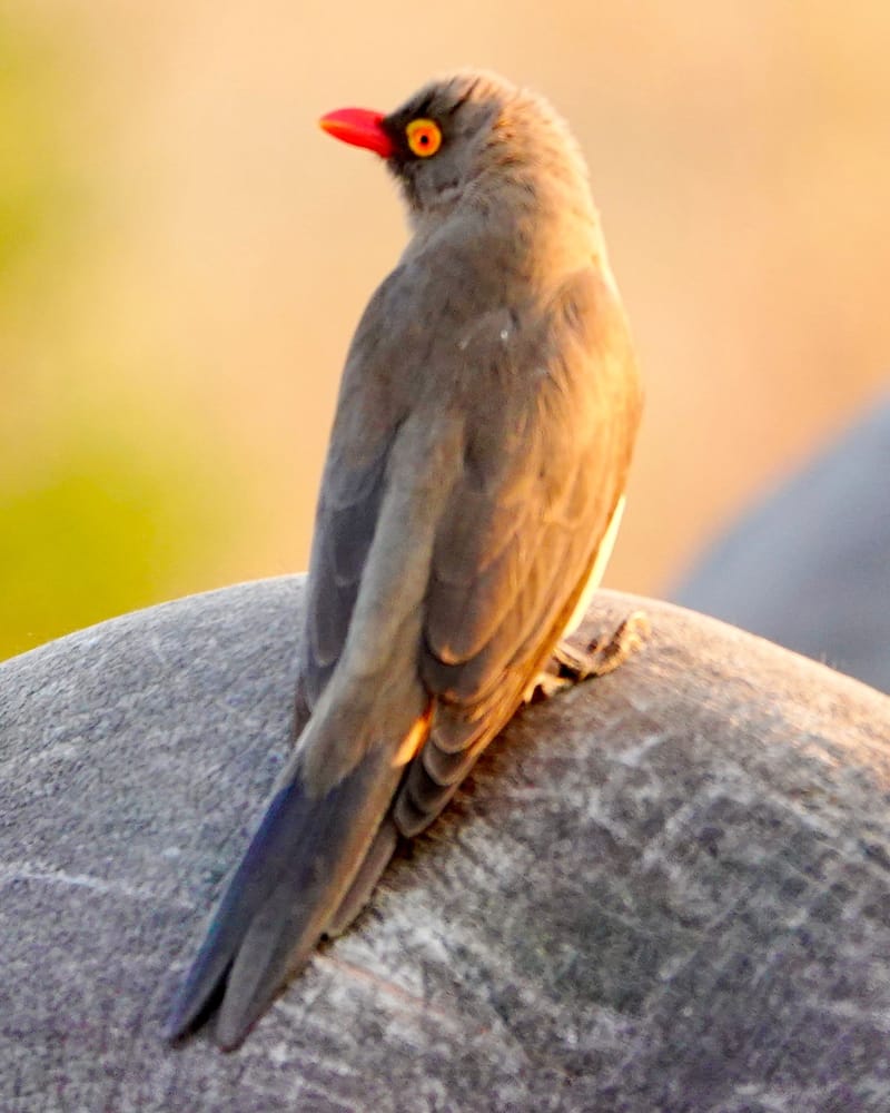 Birdlife Photography