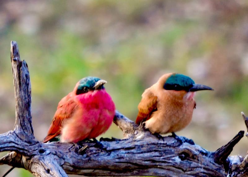 Birdlife Photography