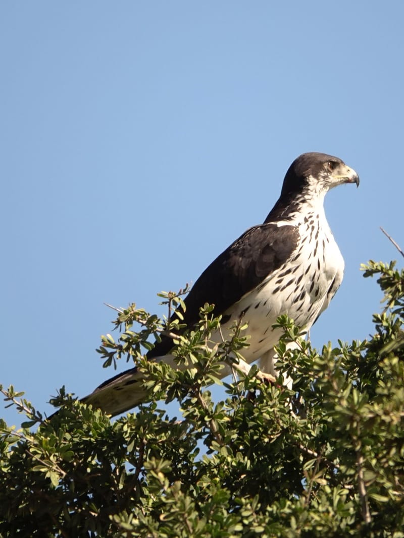 Birdlife Photography