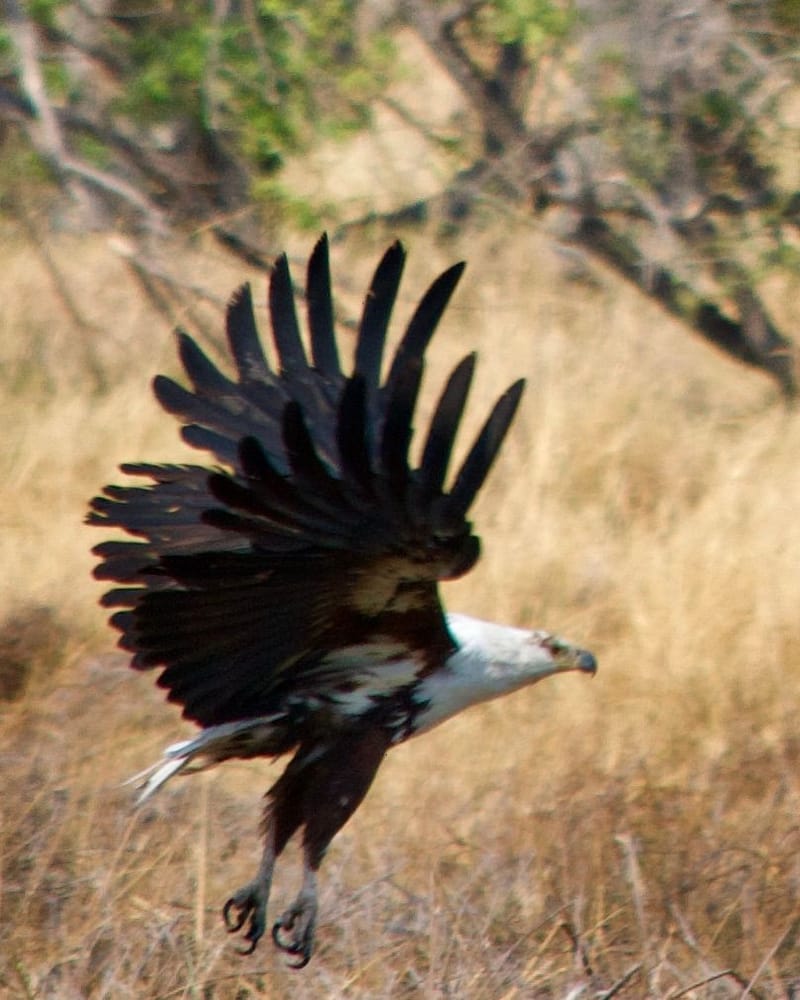 Birdlife Photography