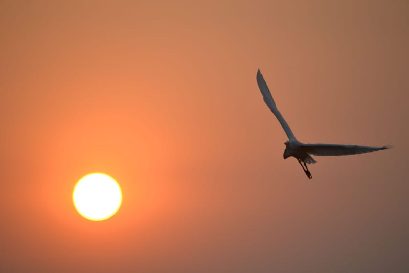 Birdlife Photography