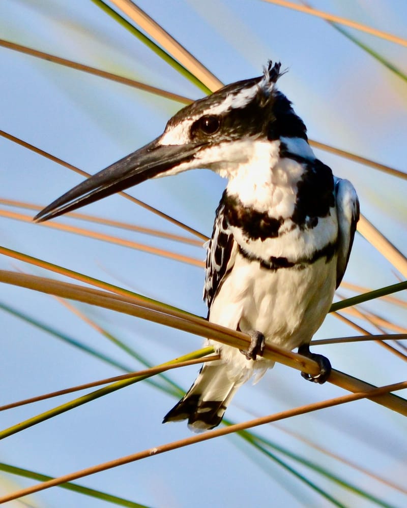 Birdlife Photography