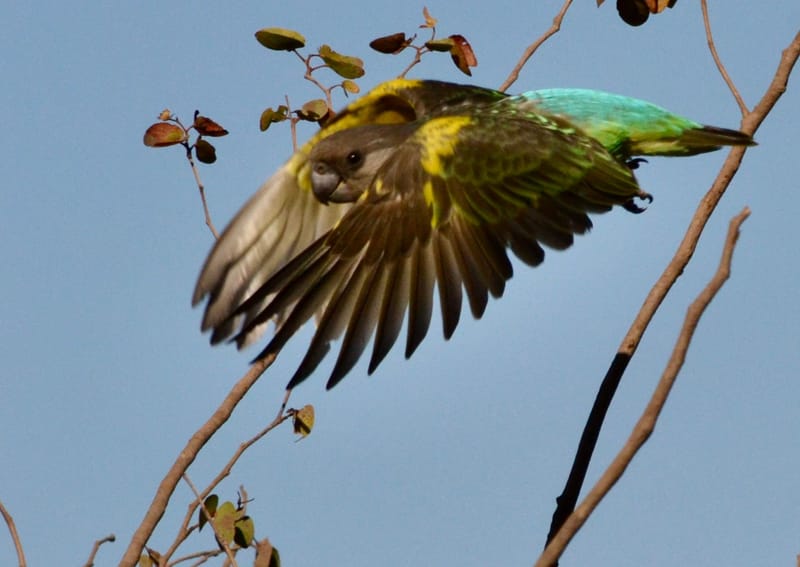 Birdlife Photography