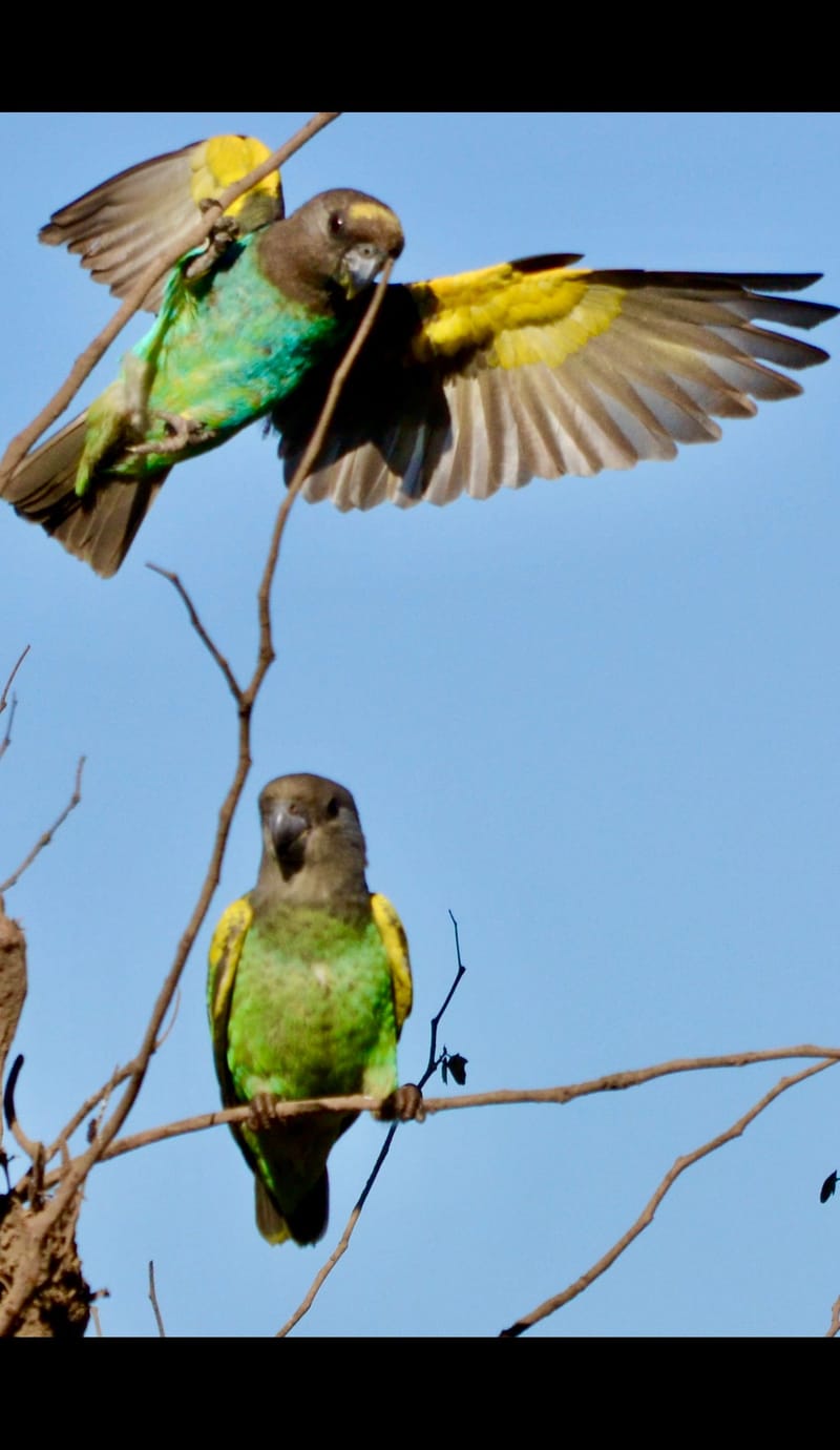 Birdlife Photography