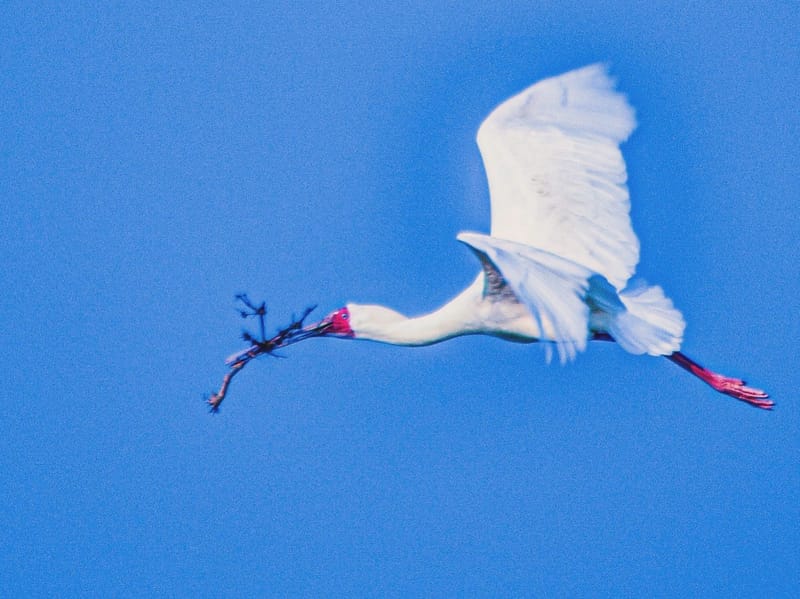 Birdlife Photography