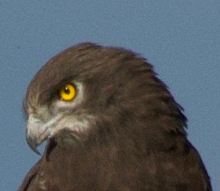 Birdlife Photography