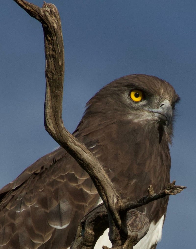 Birdlife Photography