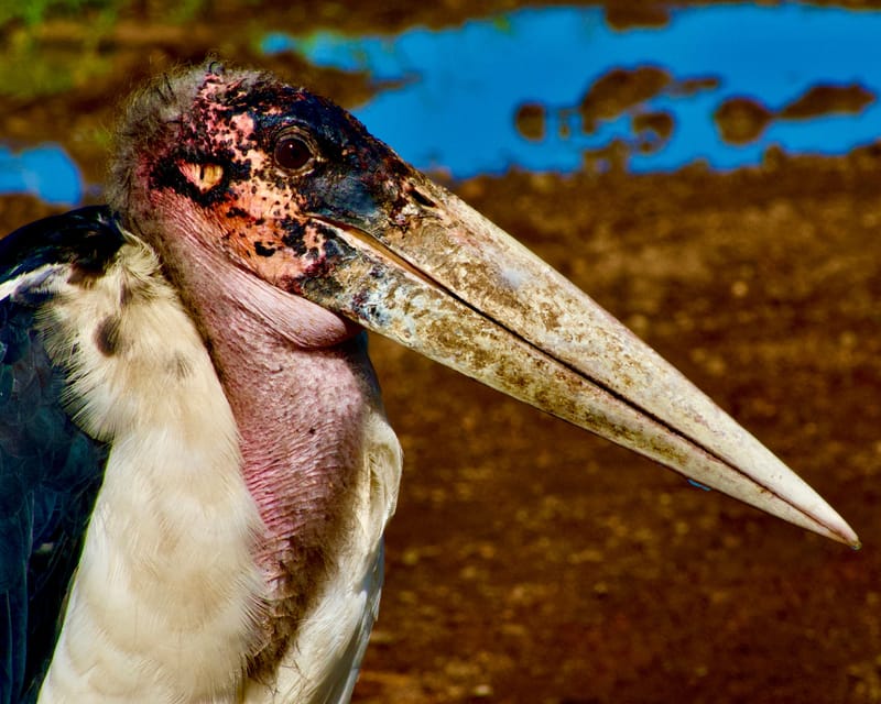 Birdlife Photography