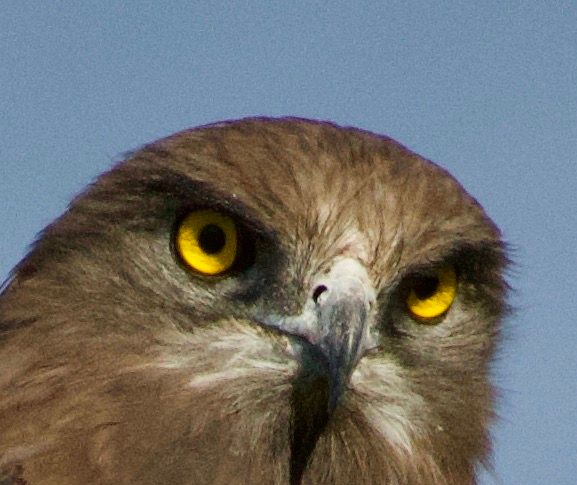 Birdlife Photography