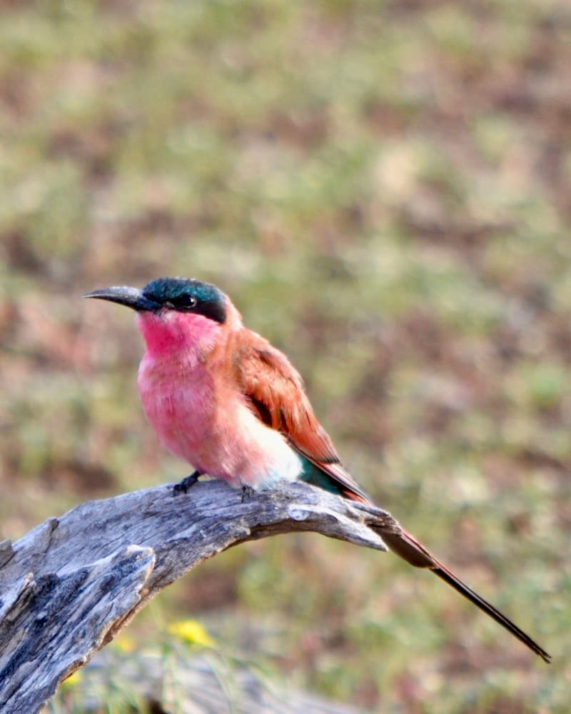 Birdlife Photography