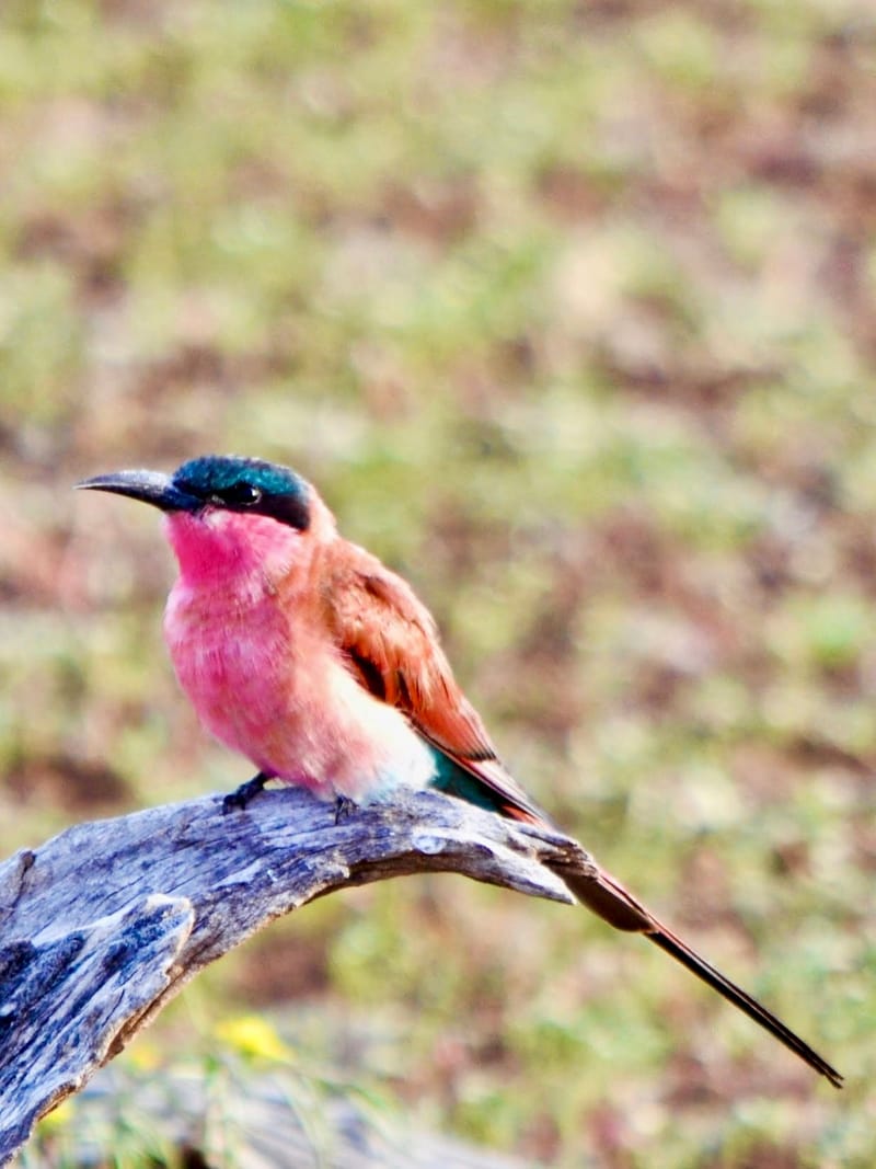 Birdlife Photography