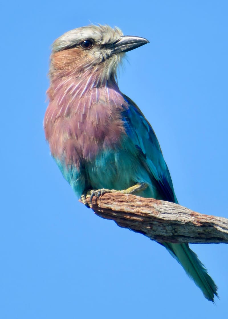 Birdlife Photography