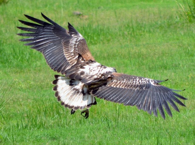 Birdlife Photography