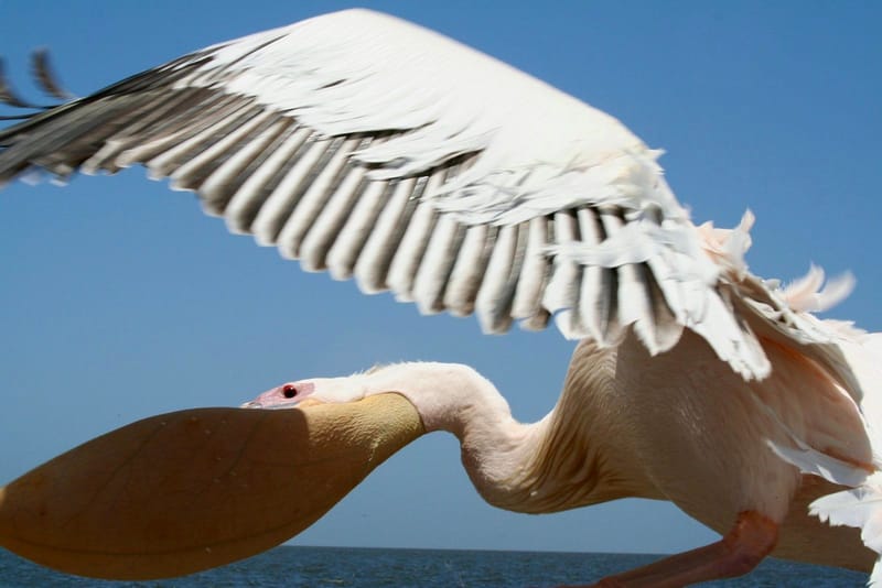 Birdlife Photography