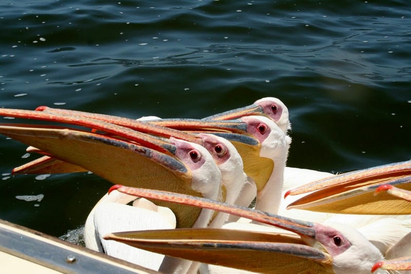 Birdlife Photography