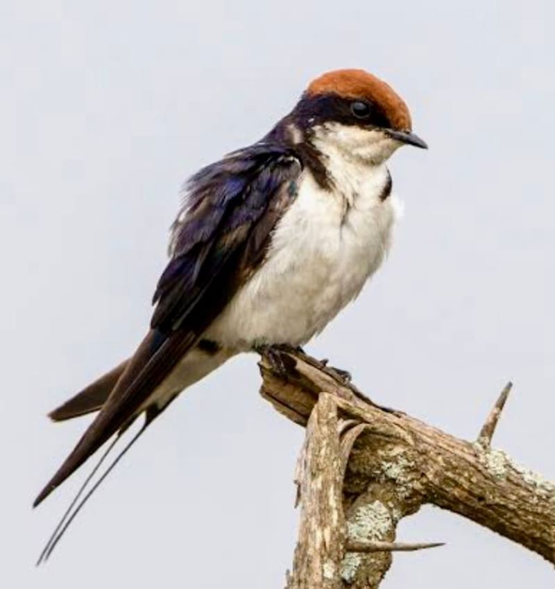 Birdlife Photography