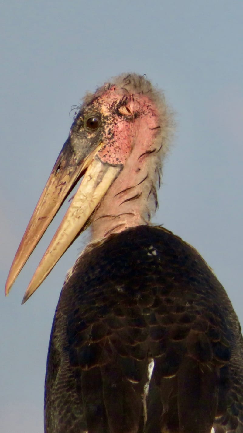 Birdlife Photography