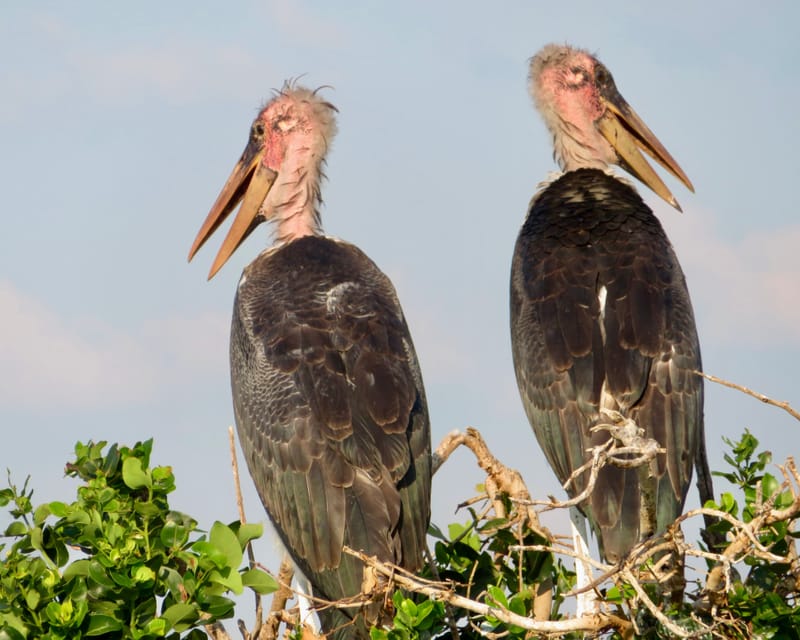 Birdlife Photography