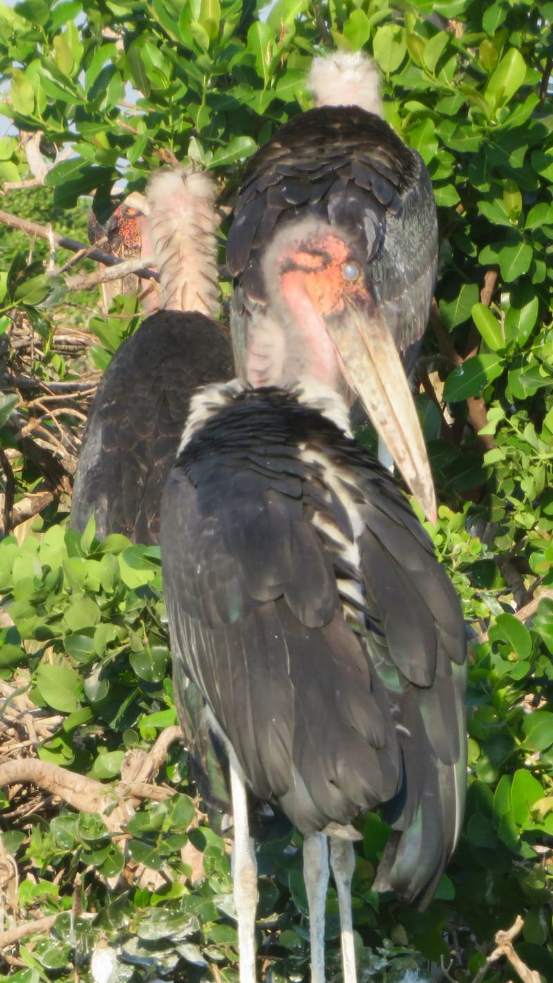 Birdlife Photography