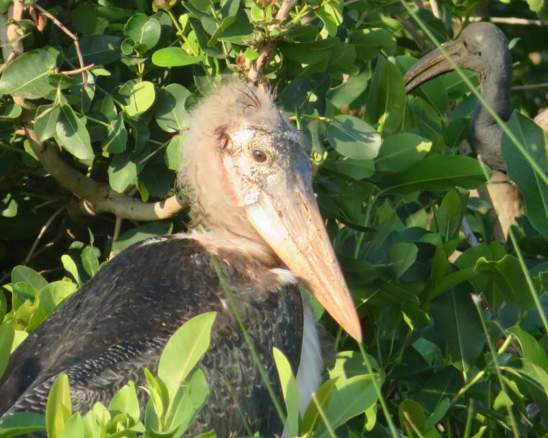 Birdlife Photography