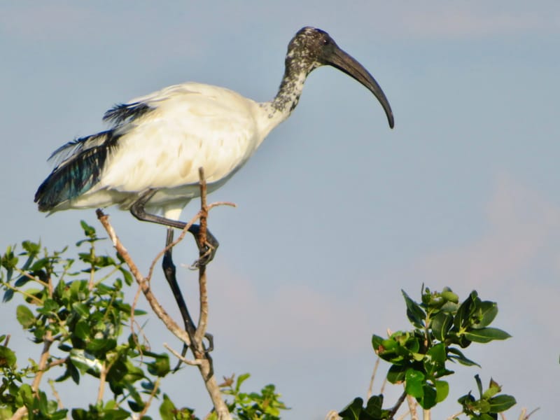 Birdlife Photography