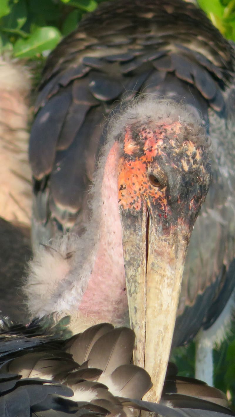 Birdlife Photography