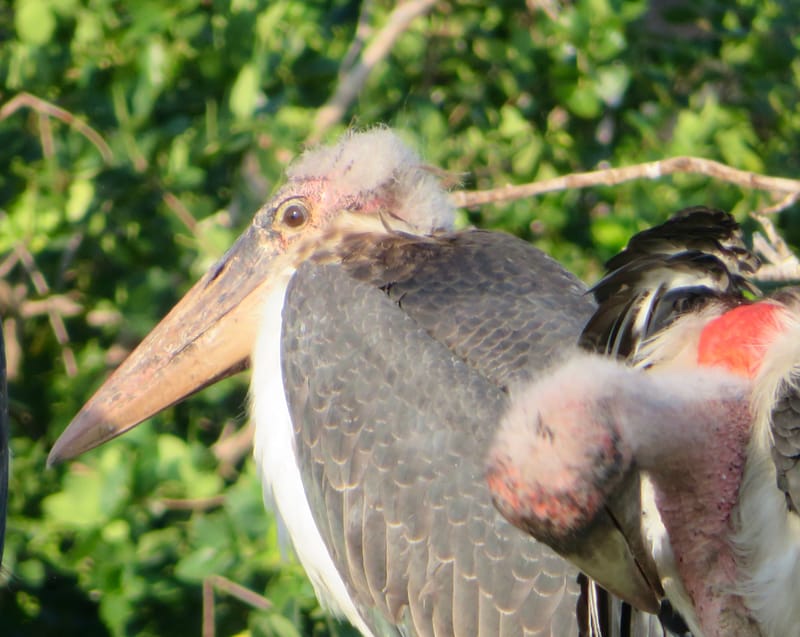 Birdlife Photography