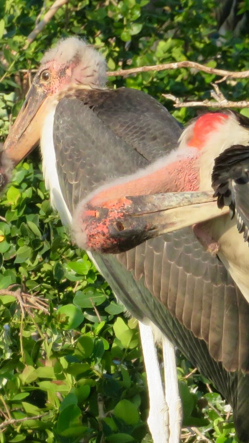 Birdlife Photography