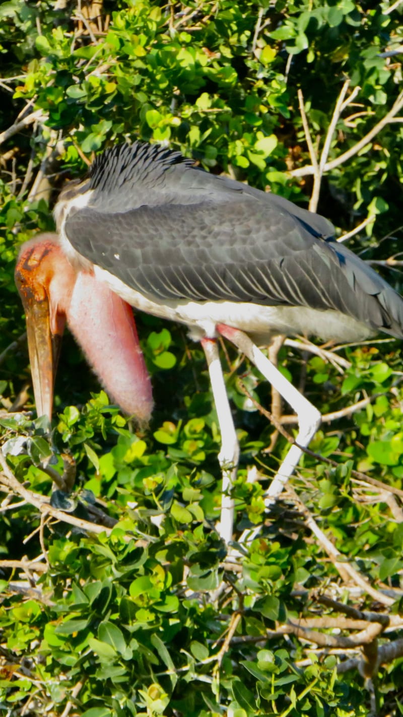 Birdlife Photography