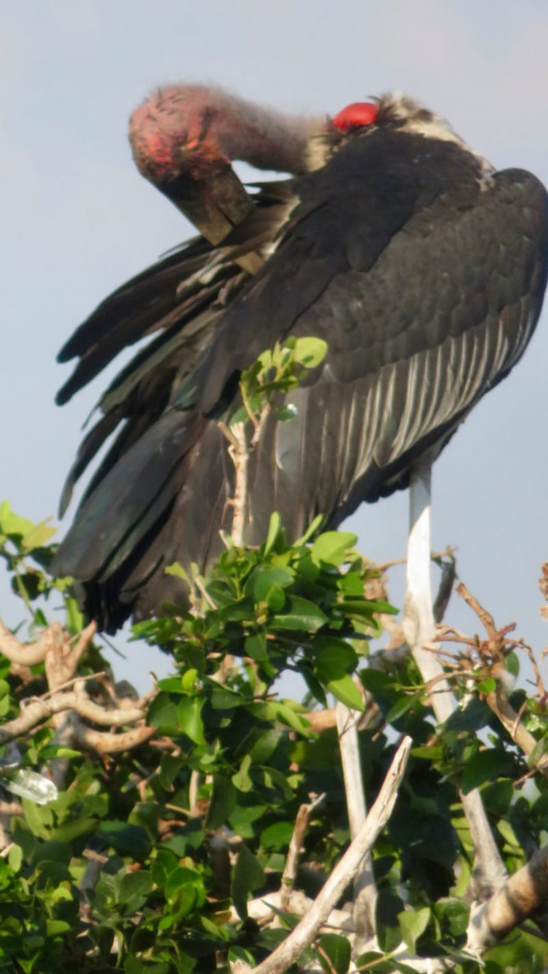 Birdlife Photography