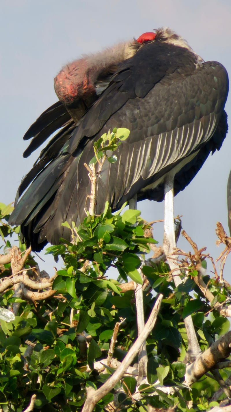 Birdlife Photography