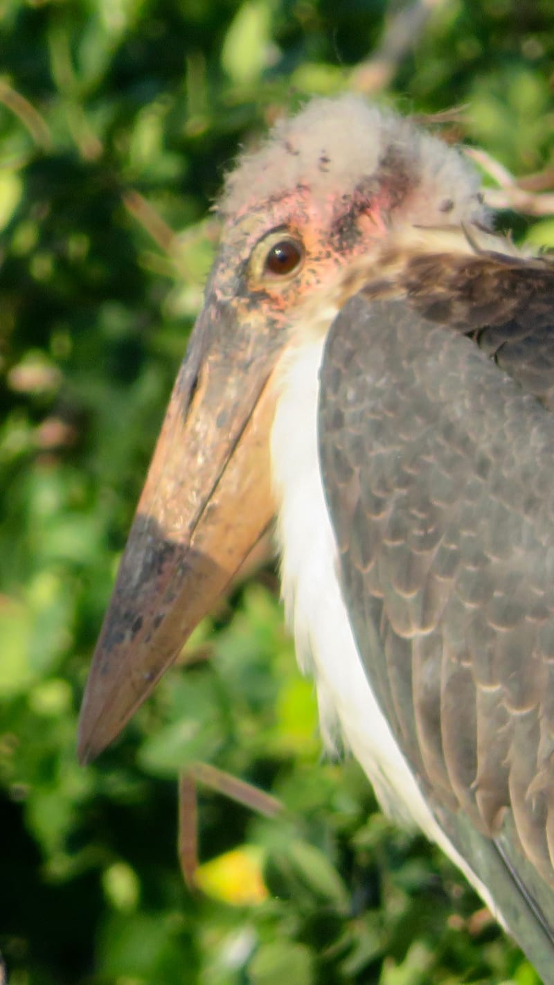 Birdlife Photography