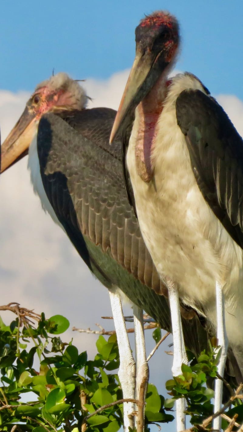 Birdlife Photography