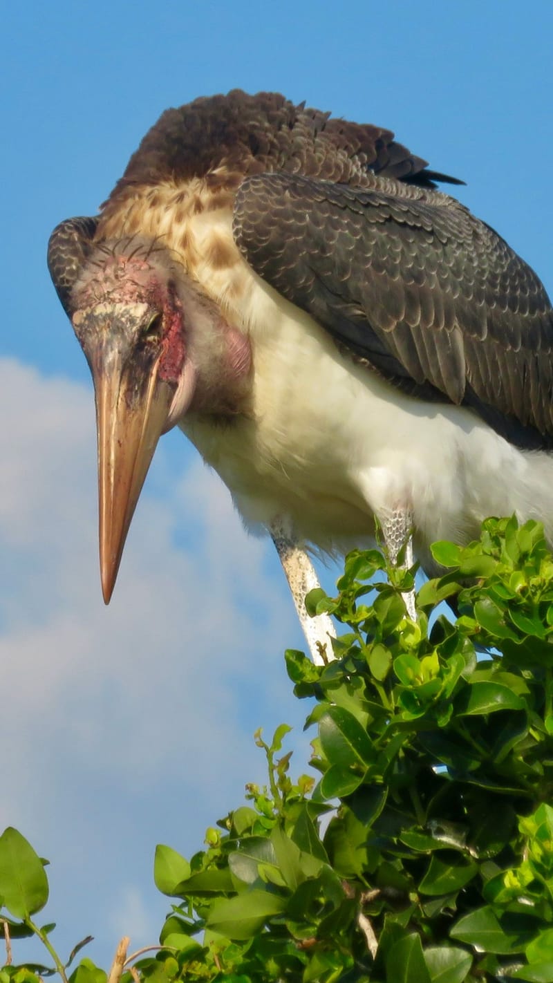 Birdlife Photography