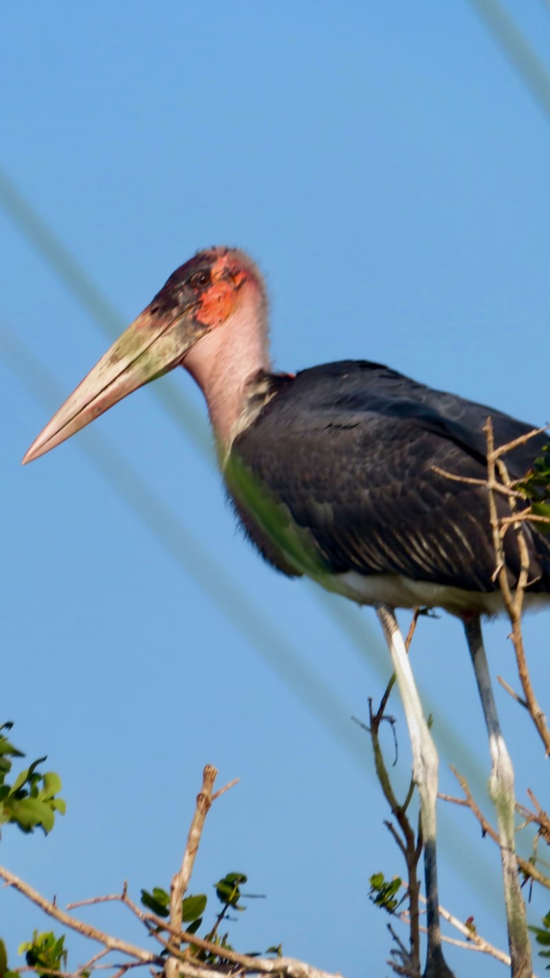 Birdlife Photography